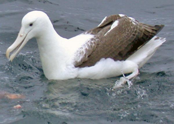 12-27-09_ Albatross0001.JPG