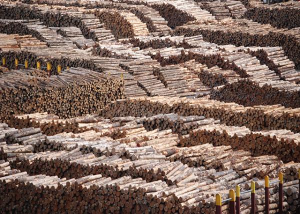 12-24-09_ Lumbers  @ Aotea Quay Զͷľ-20001.JPG