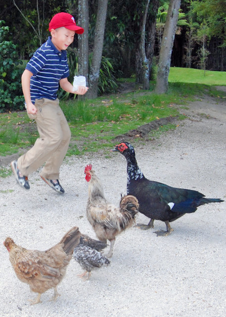 12-21-09_ Feed Muscovy Ducks ιѼ-1.JPG