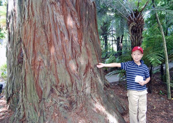 12-21-09_ Red Wood @ Rainbow Springs Nature Park ɼ.JPG