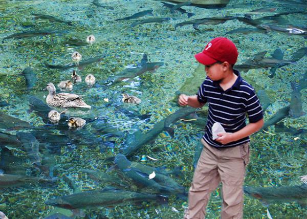 12-21-09_ Feed Ducklings ιѼ-20001.jpg