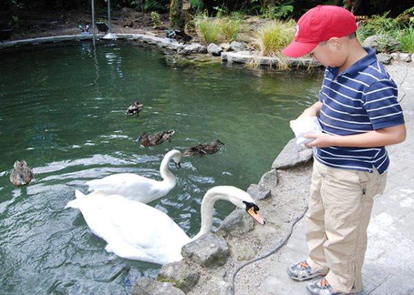 12-21-09_ Feed Goslings ι0001.jpg