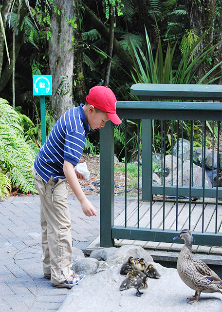 12-21-09_ Feed Ducklings ιѼ-10001.jpg