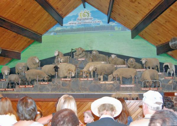 12-21-09_ Agrodome Agriculture Theme Park_Live Sheep Show  ũҵ⹫԰.JPG