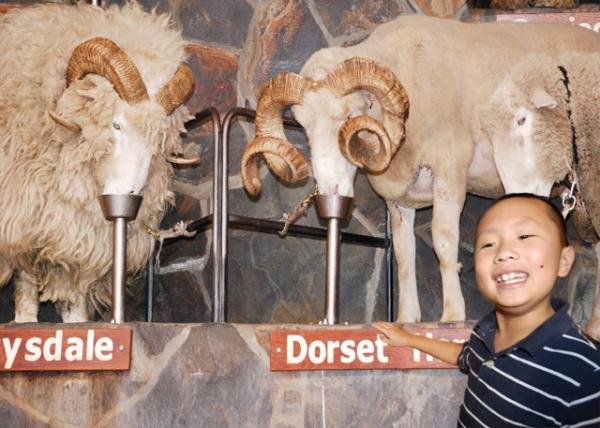 12-21-09_ Agrodome Sheep Farm Show_Dorset Horn-10001.jpg