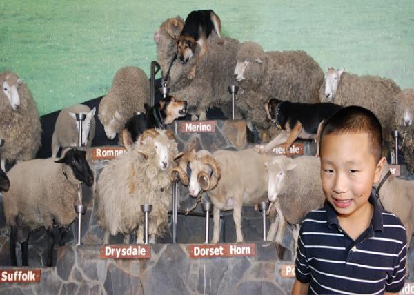 12-21-09_ Agrodome Sheep Farm Show-10001.jpg