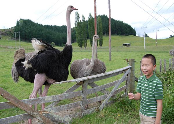 12-19-09_ Ostrich Farm ֳ-1.jpg