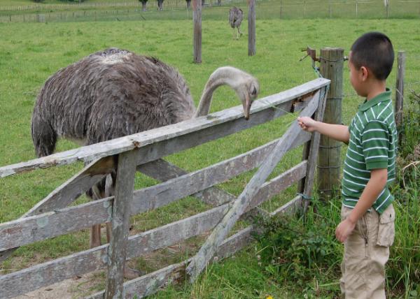 12-19-09_ Ostrich Farm ֳ-2.jpg