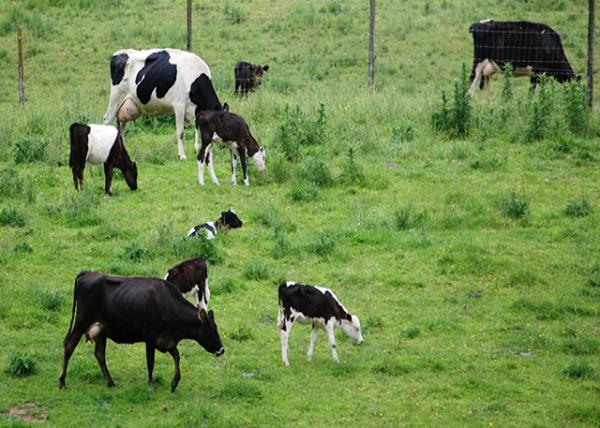 12-19-09_ Grazing Cattle on A Pasture ţ.JPG