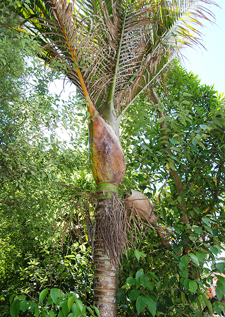 12-18-09_ Tree Ferns, an Extensive Native Fernery in an Old Quarry.jpg