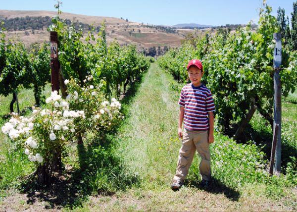 12-30-09_ Vineyard ԰0001.JPG