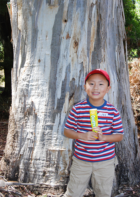 12-30-09_ Mt. Field NP_Swamp Gum (Eucalyptus) (regnans) Trunk.jpg