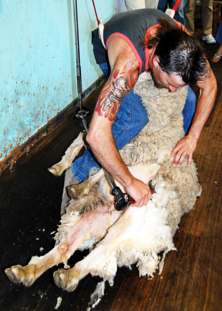 2009-12-30_ Sheep Shearing ë.JPG