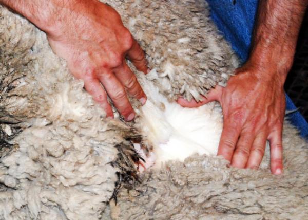 2009-12-30_ First Class of Merion Wool ͷŵë.JPG