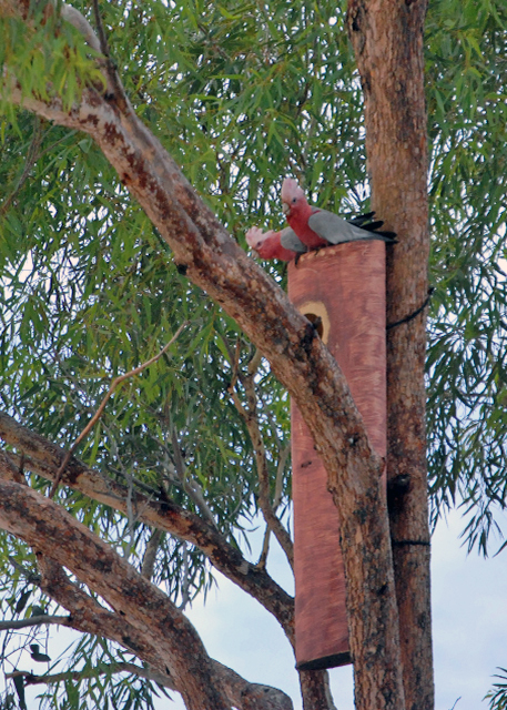 01-09-10_ Galah, the Endemic to Mainland Australia-10001.jpg