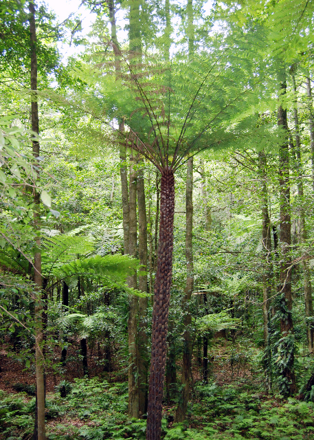 01-11-10_ Rough Tree Fern -10001.JPG