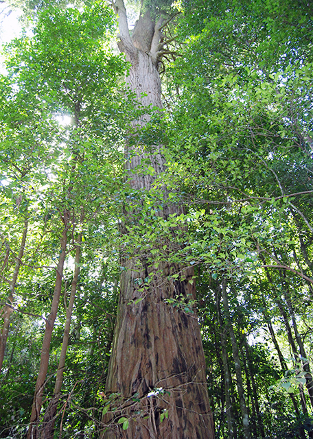 01-11-10_ Turpentine Blown off by the Wind & Sprouted w New Branches from the Broken Part.JPG