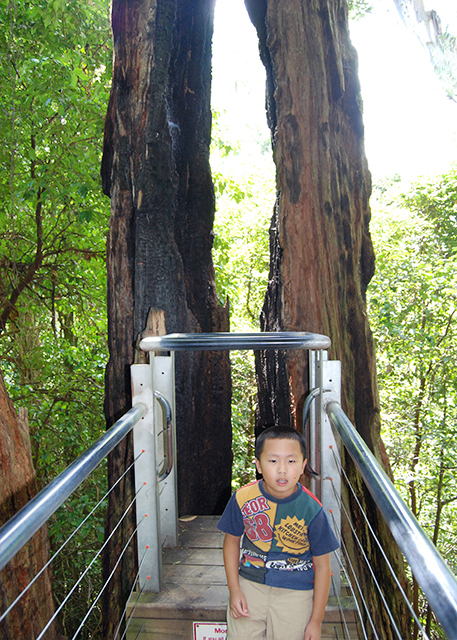 01-11-10_ Hollow Turpentine Burnt by a Bushfire in 1948 @ 60m200ftпյɽߴ60200Ӣ-10001.JPG
