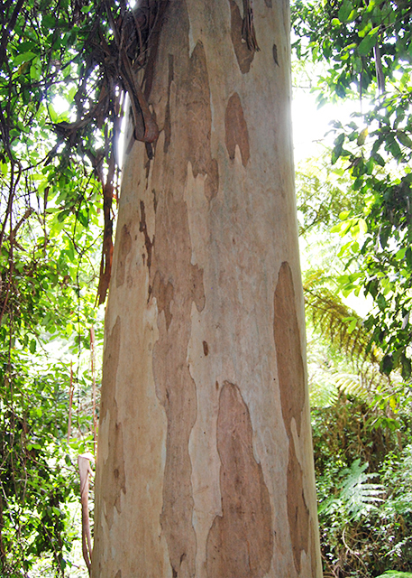 01-11-10_ Blue Mtn Gum w Tiny Circles on teh White Trunk by the Larvae of Moth's Eggs Laid under the Bark @ 180-Ft 54-M in 2001, Growing about 5 Meters per Yr.jpg