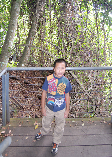 01-11-10_ Rubber Vine w Grey-Brown Stems-10001.jpg