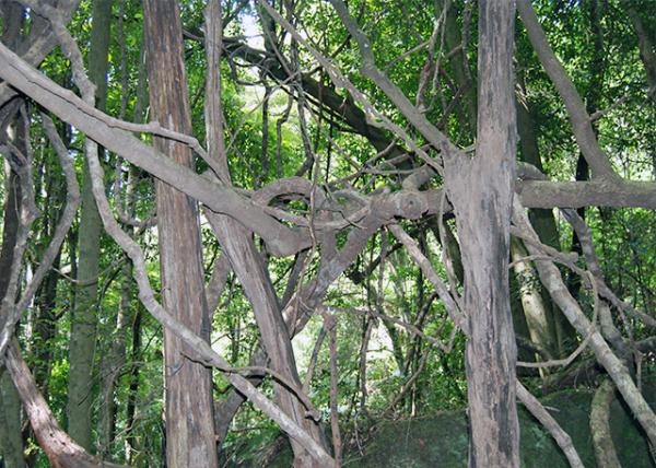 01-11-10_ Wild Trees & Vines.jpg