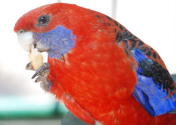 01-11-10_ French-Fried Eaten Parakeet in Blue Mtn NP-40001.jpg