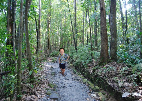 01-29-08_ Morne Trois Pitons NP_Rainforest-10001.JPG