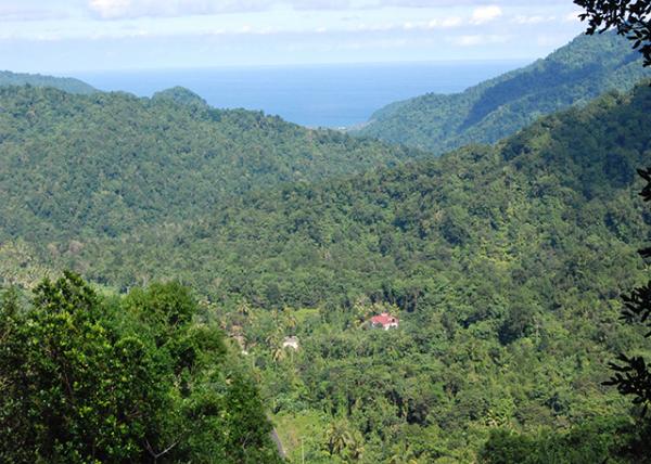 01-29-08_ Largely Covered by Rainforest 󲿷ָֹ0001.JPG