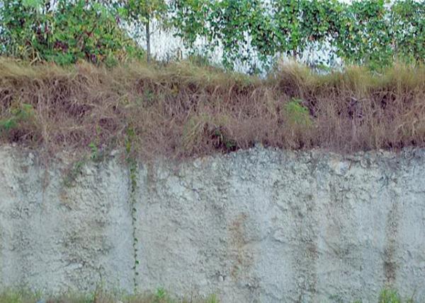 01-30-08_ Barbados-Coralstone Wall across the Country ȫɺʯǽ0001.JPG
