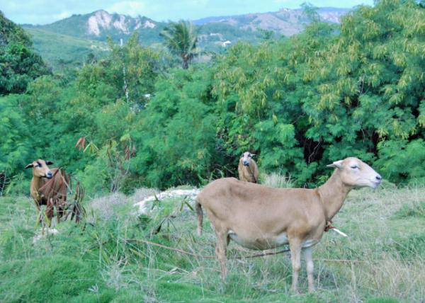 01-30-08_ Barbados Blackbelly Sheep Farming ͰͶ˹.ڸ0001.JPG