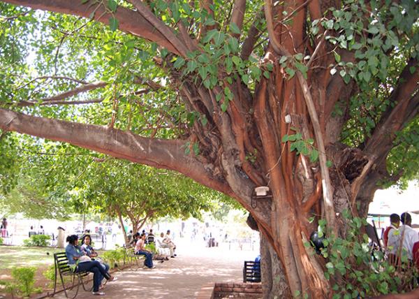 02-01-08_ Telephone Booth on Mahogany Tree һľ绰ͤ0001.JPG