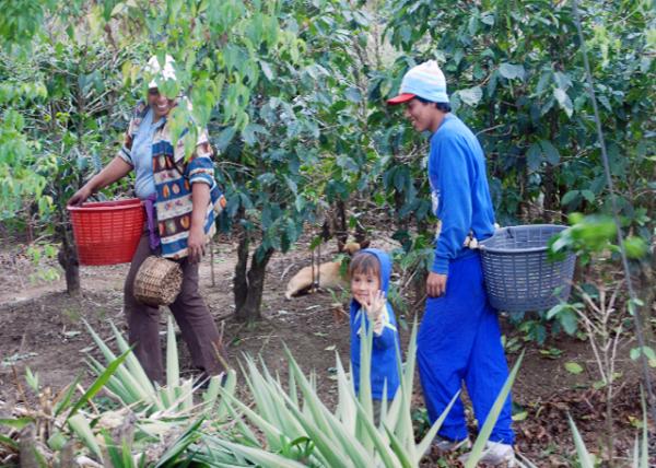01-29-09_ Costa Rican Coco-Picking Family ժɿɶ˼0001.JPG