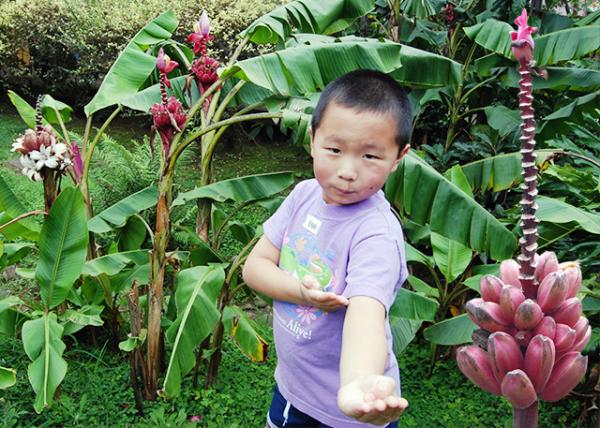 01-29-09_ Plant_Pink Banana.jpg