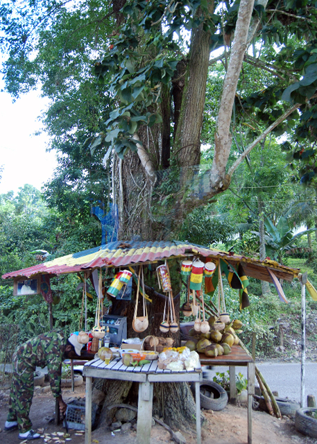 01-31-09_ Blue Mahoe, the Natl Tree  ȡ0001.JPG