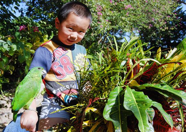 01-31-09_ Ocho Rios Shaw Park_Amazon Parrot0001.jpg