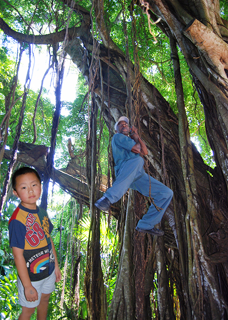 01-31-09_ Banyan Tree_Flying Man, the Street Performer ˡͷ-10001.jpg