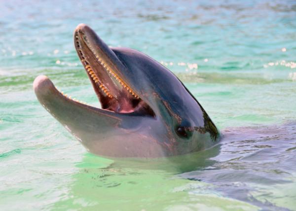 2014-08-06_Dolphin w Conical Teeth ݳԲ׶-10001.JPG