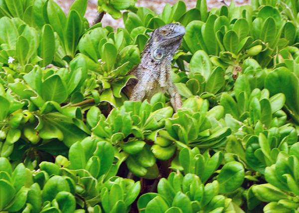 2014-08-07_Lizard 0001.JPG