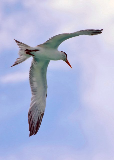 2014-08-07_Sea Bird  0001.JPG