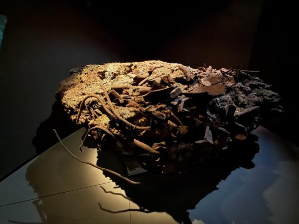 1757369358827916.jpg IMG_2334 (Custom).JPG