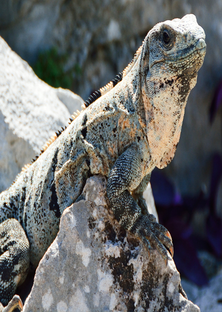 2014-11-04_Animal_Iguana -30001.JPG