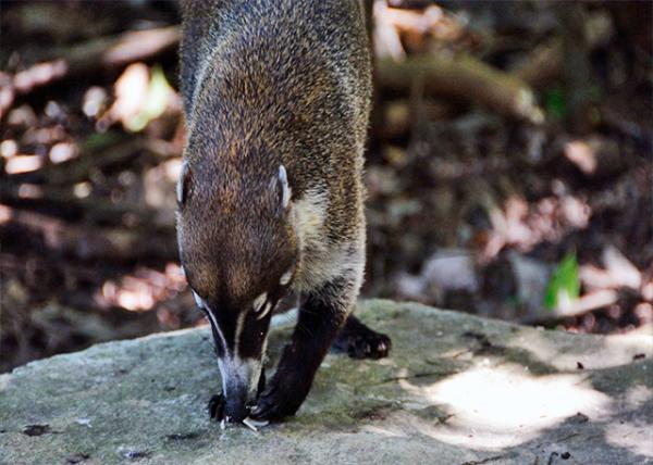2014-11-04_Animal_White-Nosed Coati.jpg