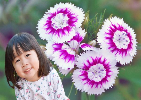 2014-05-24_Flower_Sweet William ʯ-10001.JPG