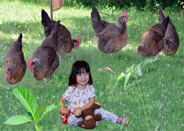 2014-05-25_Free Range Hens @ Tobacco Filed ɢĸ-10001.jpg