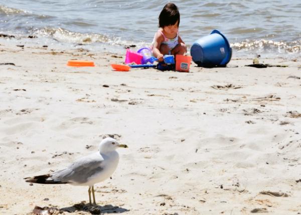 2013-08-04_Rehoboth Bay_Seagull along the Tower Rd Beach Ÿ·̲-190001.JPG