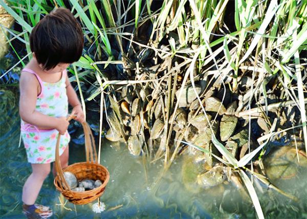 2013-08-04_Atlantic Ribbed & Mussels Hard Clams ݱ.jpg