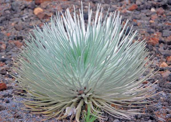 10-05-07_ Flower_Young Silversword 0001.JPG