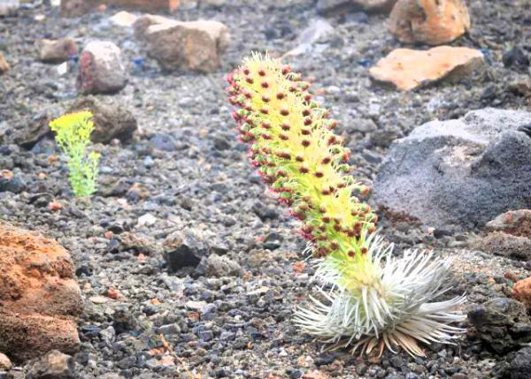 10-05-07_ Flower_Silversword 0001.JPG