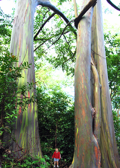 10-06-07_ Plant_Painted Bark Eucalyptus Trees Ƥ-10001.jpg