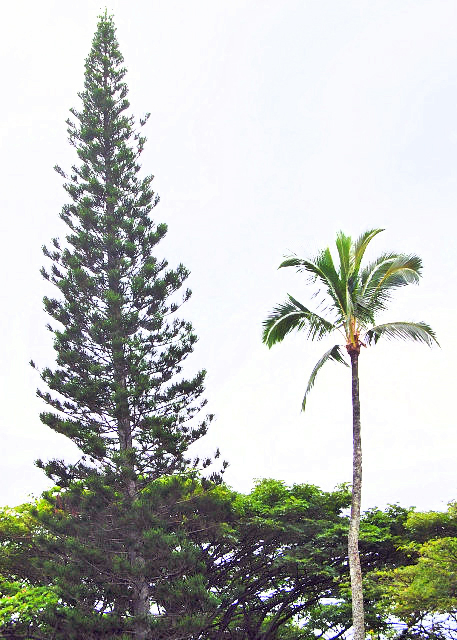 10-06-07_ Plant_Cook Pine & Coconut Tree Ҭ0001.JPG